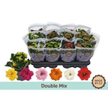 image KALANCHOE FL DBLE