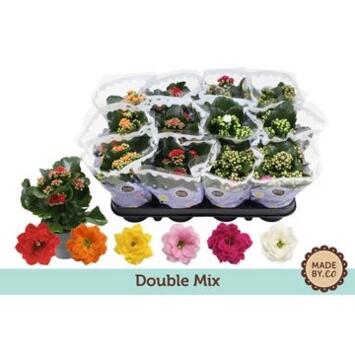 image KALANCHOE FL DBLE