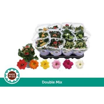image KALANCHOE FL DBLE