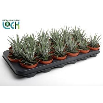 image CACTUS HAWORTHIA BIG BAND