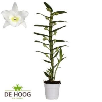 image DENDROBIUM 1BR