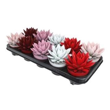 image ECHEVERIA TEINTE