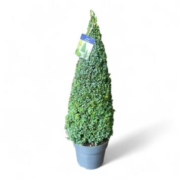 image BUXUS PYRAM HT90/100