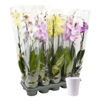 image DUO CERAM PHALAENOPSIS 2BR