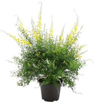 image CYTISUS RACEMOSUS