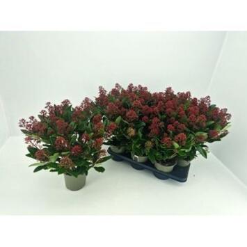 image SKIMMIA JAPONICA