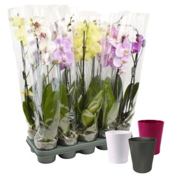 image DUO CERAM PHALAENOPSIS 2BR