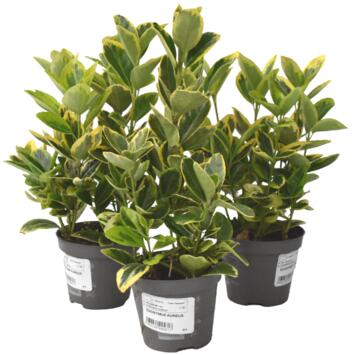 image EUONYMUS AUREUS