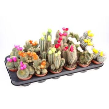 image CACTUS FL IMIT