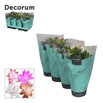 image SCHLUMBERGERA