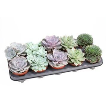 image ECHEVERIA