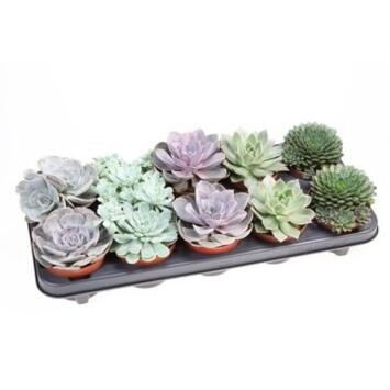 image ECHEVERIA