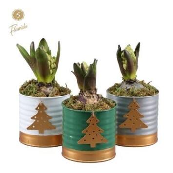 image JACINTHE X1 ZINC