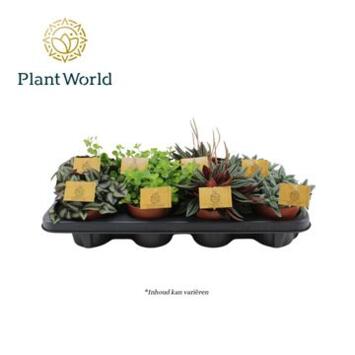 image PLANTES VERTES VARIEES