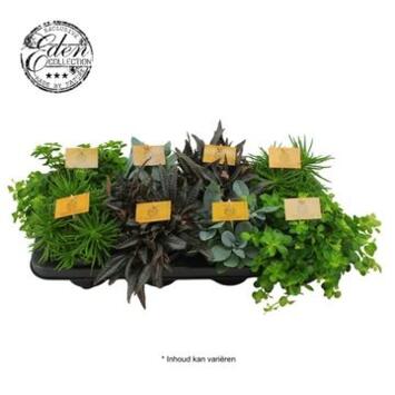 image PLANTES VERTES VARIEES