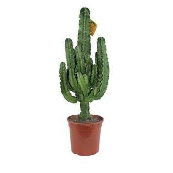 image EUPHORBIA ERITREA