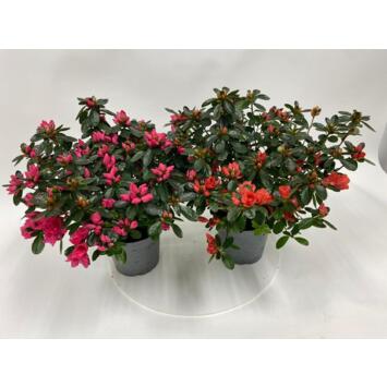 image AZALEE JAPONAISE 25CM