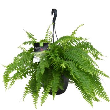 image NEPHROLEPIS SUSP