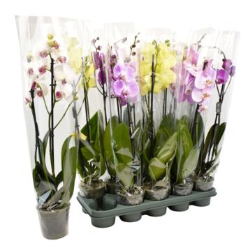 image PHALAENOPSIS 2BR EXTRA 16FL+