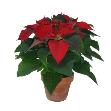 image POINSETTIA 5/6BR P TERRE