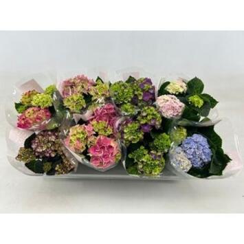 image HORTENSIA 3/4FL