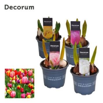 image TULIPE