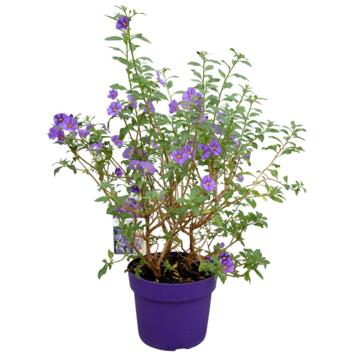image SOLANUM RANTONNETII
