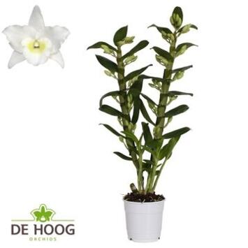 image DENDROBIUM 2BR NOBILE BLANC