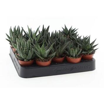 image ALOE VARIES