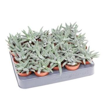 image CRASSULA