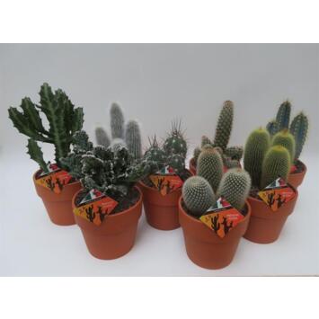 image CACTUS VARIES P TERRE