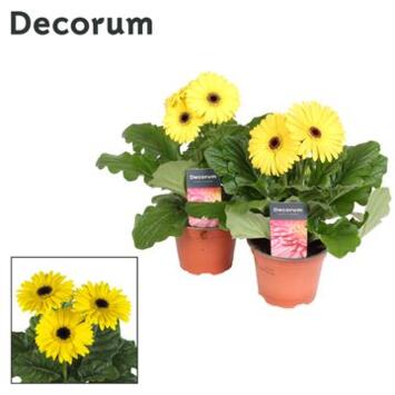 image GERBERA JAUNE
