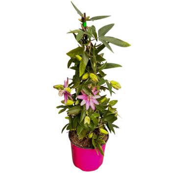 image PASSIFLORE PYRAM