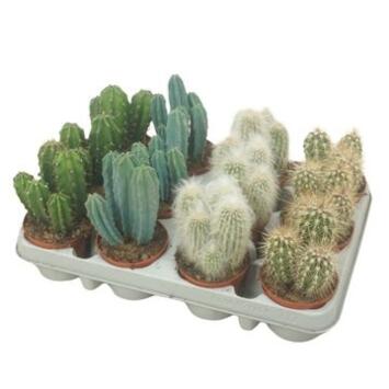 image CACTUS CEREUS