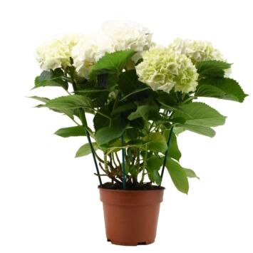 image HORTENSIA 7/8FL