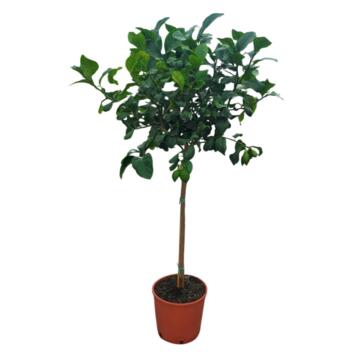image CITRONNIER TIGE