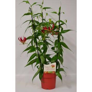 image GLORIOSA 3 TUTEURS