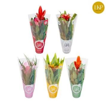 image BROMELIACEE VARIES