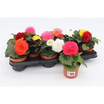 image BEGONIA TUBEREUX