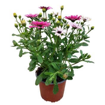 image OSTEOSPERMUM