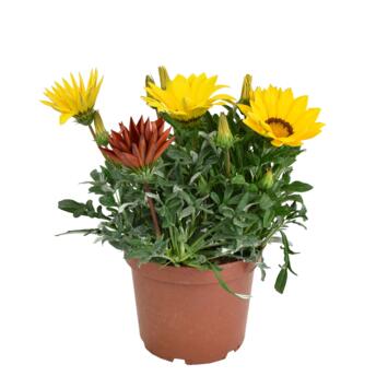 image GAZANIA