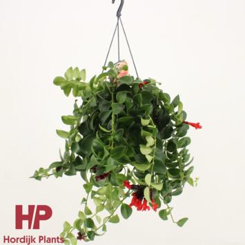 image AESCHYNANTHUS MONA LISA SUSP