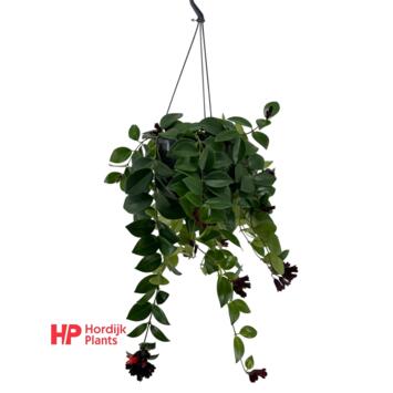 image AESCHYNANTHUS MONA LISA SUSP