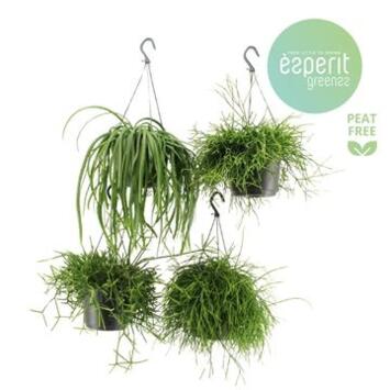 image RHIPSALIS SUSP