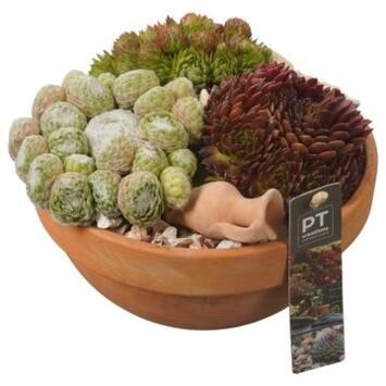 image SEMPERVIVUM COUPE TERRE