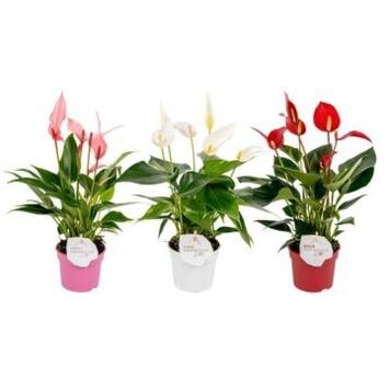 image ANTHURIUM ANDREANUM VARIES