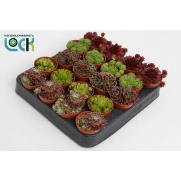 image SEMPERVIVUM VARIES