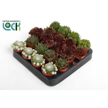 image SEMPERVIVUM VARIES