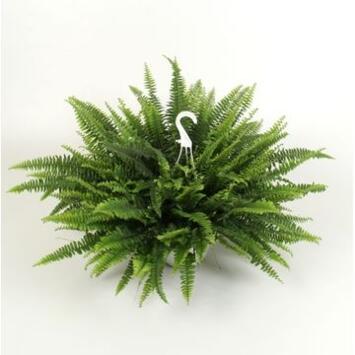 image NEPHROLEPIS SUSP