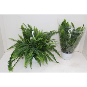 image NEPHROLEPIS SUSP